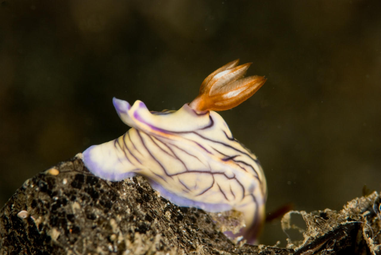 Hypselodoris zephyra